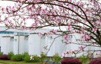 龍城四月天，最美在司能